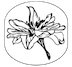 WLW Logo Cropped